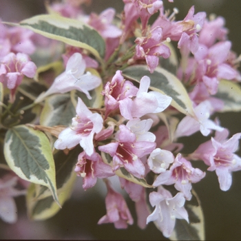 Weigela florida 'Variegata' (003970)