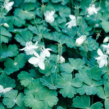 Aquilegia flabellata 'Alba' (003971)