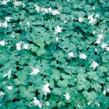 Aquilegia flabellata 'Alba' (003972)