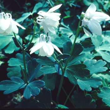 Aquilegia flabellata 'Alba' (003973)