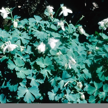 Aquilegia flabellata 'Alba' (003974)