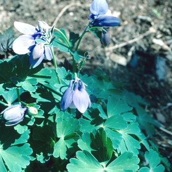 Aquilegia flabellata '' (003976)