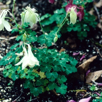 Aquilegia flabellata 'Cameo' (003979)