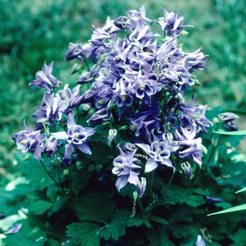 Aquilegia caerulea Songbird 'Bunting' (003983)