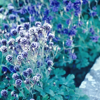 Aquilegia caerulea Songbird 'Bunting' (003984)