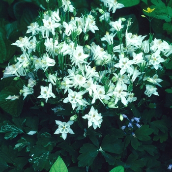 Aquilegia caerulea Songbird 'Bunting' (003985)