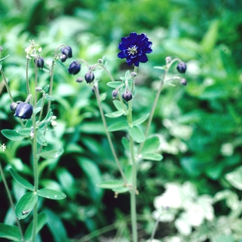 Aquilegia vulgaris 'Blue Barlow' (003990)