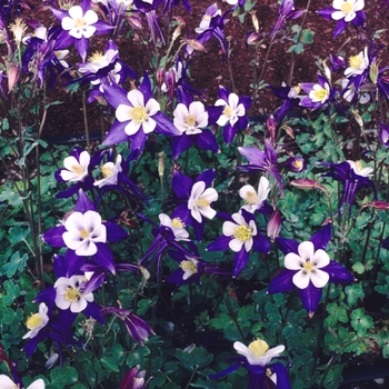 Aquilegia caerulea Songbird 'Blue Jay' (003993)