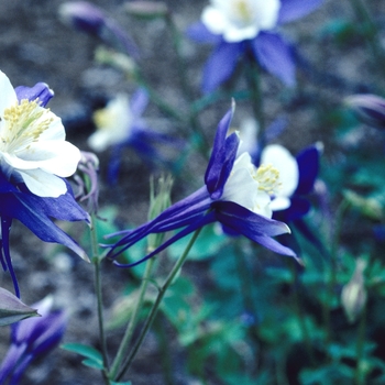 Aquilegia caerulea Songbird 'Blue Jay' (003994)