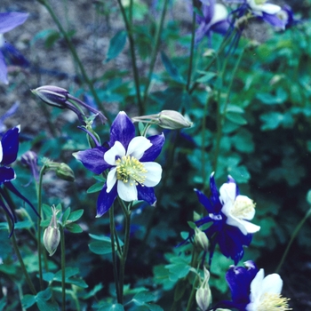 Aquilegia caerulea Songbird 'Blue Jay' (003995)