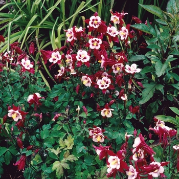 Aquilegia caerulea Songbird 'Cardinal' (003996)