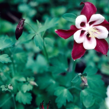 Aquilegia caerulea Songbird 'Cardinal' (003997)