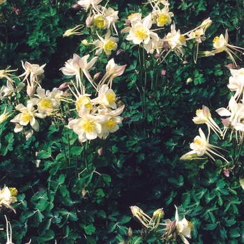 Aquilegia caerulea Songbird 'Goldfinch' (004002)