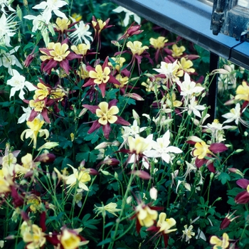 Aquilegia 'McKana Giant' (004005)