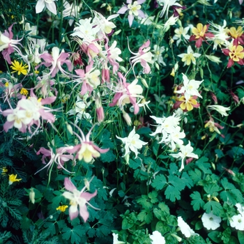 Aquilegia 'McKana Giant' (004006)