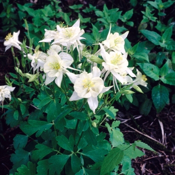 Aquilegia caerulea Origami™ 'White' (004011)