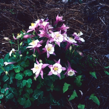 Aquilegia caerulea Origami™ 'Pink and White' (004012)