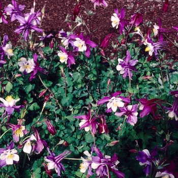 Aquilegia caerulea Songbird 'Nightingale' (004016)