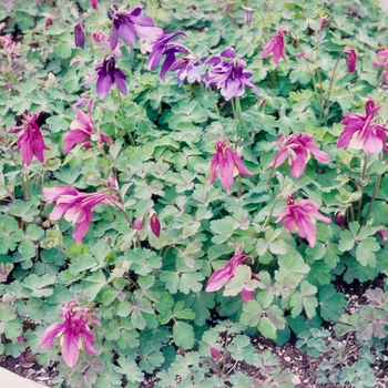 Aquilegia 'Spring Magic Mix' (004017)