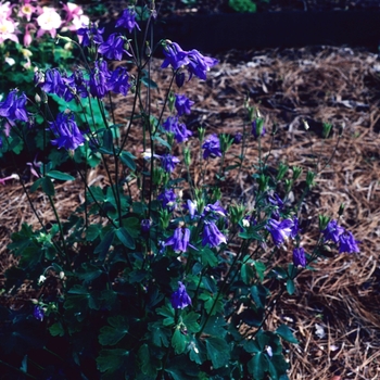 Aquilegia nepalensis '' (004020)