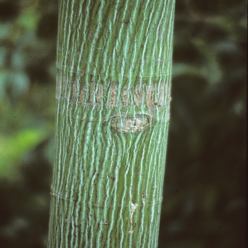 Acer pennsylvanicum '' (004029)