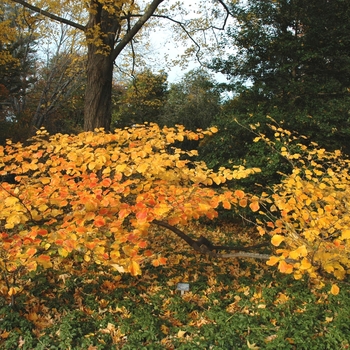 Hamamelis japonica '' (004034)