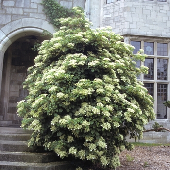 Hydrangea anomala petiolaris '' (004039)