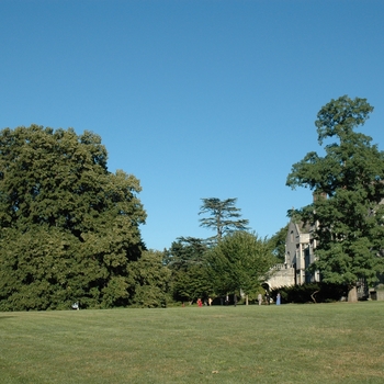 Tilia petiolaris '' (004052)