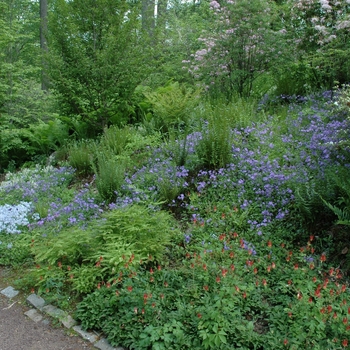 Phlox stolonifera '' (004057)