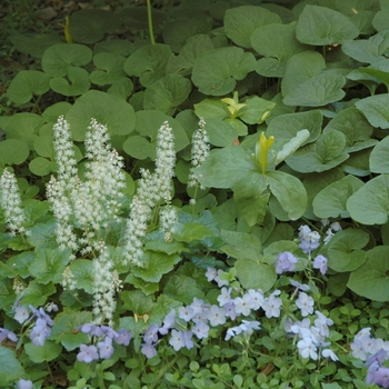 Phlox stolonifera '' (004058)