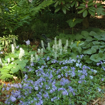 Phlox stolonifera '' (004061)