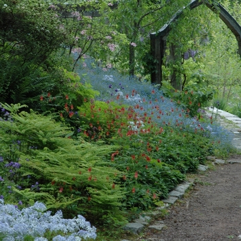 Phlox stolonifera '' (004062)