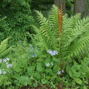 Phlox divaricata '' (004065)