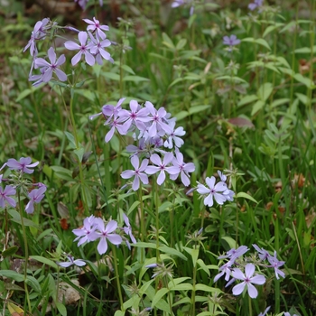 Phlox divaricata '' (004066)