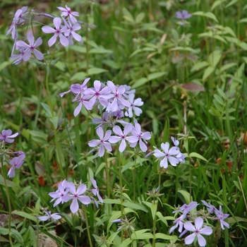 Phlox divaricata '' (004067)