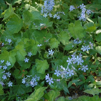 Phlox divaricata '' (004068)