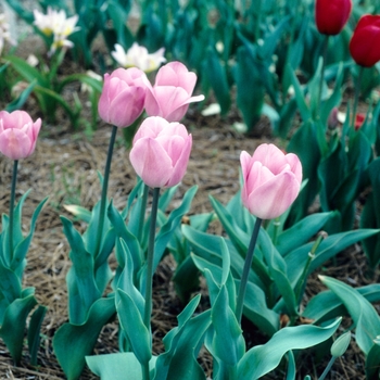 Tulipa 'Rosalie' 