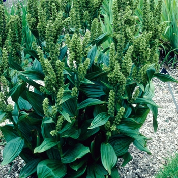 Veratrum viride '' (004169)