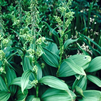 Veratrum viride '' (004170)