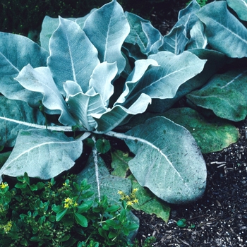 Verbascum bombyciferum '' (004174)