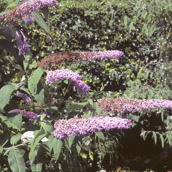 Buddleia davidii '' (004180)