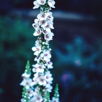 Verbascum chaixii var. album '' (004183)