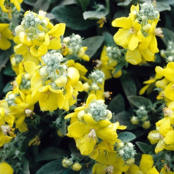 Verbascum pestalozzae x dumulosum '' (004193)