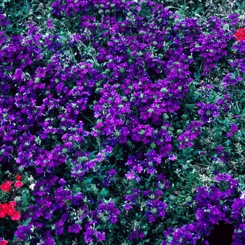 Verbena Babylon® 'Blue' (004201)