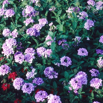 Verbena 'Blue Princess' (004203)