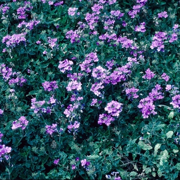 Verbena 'Denim Blue' (004205)