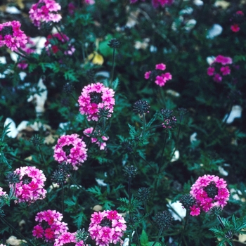 Verbena tenera 'Sissinghurst' (004215)