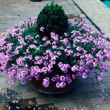 Verbena Tapien 'Pink' (004218)