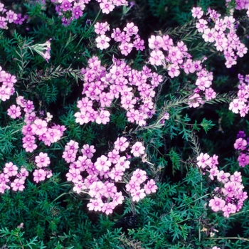 Verbena Tapien 'Pink' (004219)