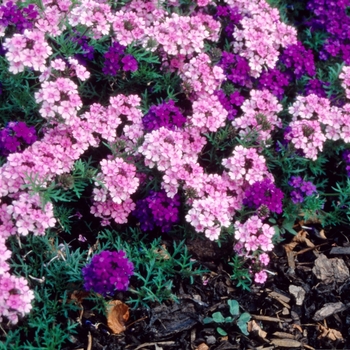 Verbena Tapien 'Pink' (004220)